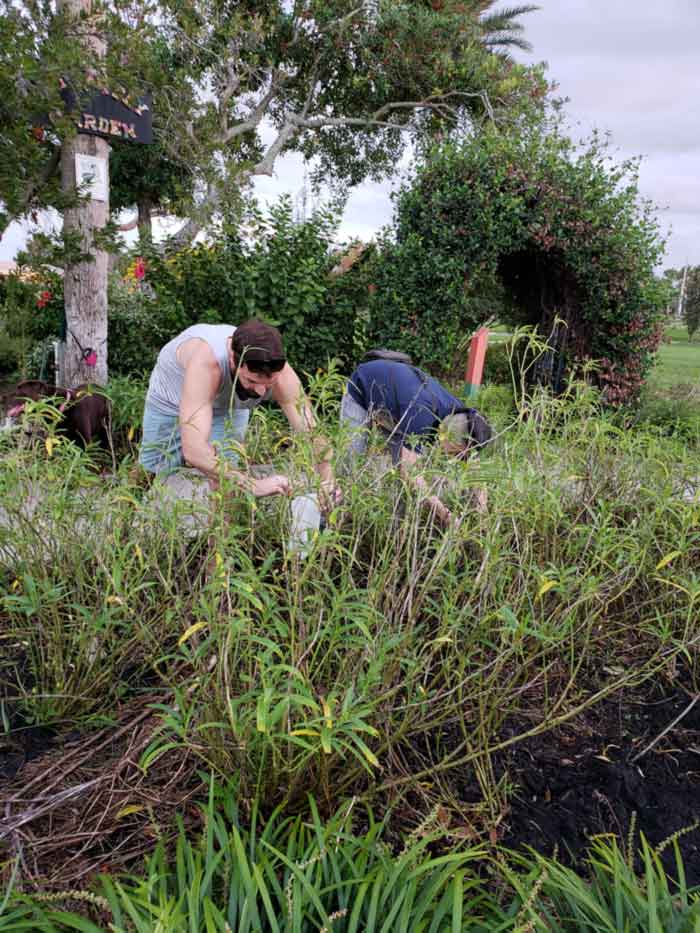 Working and weeding in the Butterfly Garden, as Ryan Bass releases ladybugs to control aphids