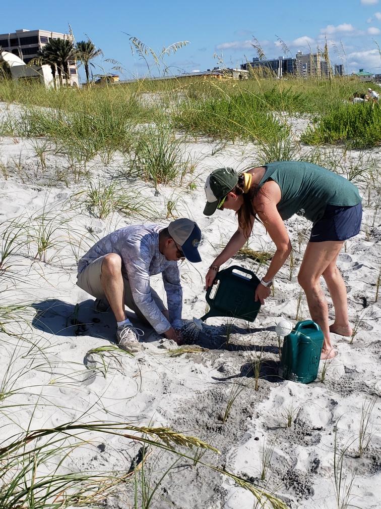 Watering the sea oats as we plant them in the dunes